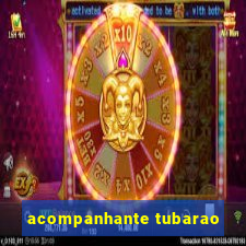 acompanhante tubarao